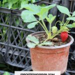 How to Start a Container Garden (Even If You’ve Never Grown a Thing)