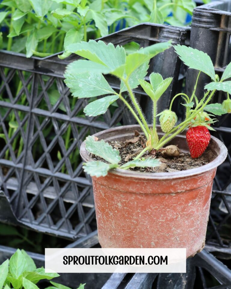 How to Start a Container Garden (Even If You’ve Never Grown a Thing)