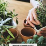 How to Start an Indoor Herb Garden (Even If You’ve Never Grown a Thing!)